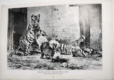 Junge Tiger und Hund im Zoologischen Garten zu Berlin, von R. Friese  --  1886 picture
