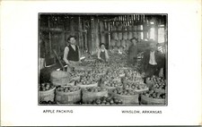 Vtg Postcard 1913 Winslow Arkansas AR - Apple Packing M13 picture