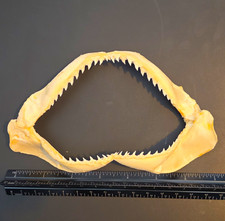 Real Spot-Tail Shark Jaw – Approx. 7 Inches picture