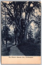 The Historic Edwards Elm Northampton Massachusetts Postcard PC259 picture