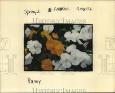 Press Photo Pansy flowering plant in full bloom - nob19385 picture