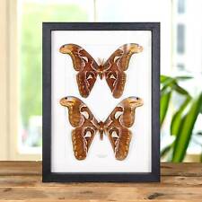 Atlas Taxidermy Moth Male & Female Pair Frame (Attacus atlas) picture