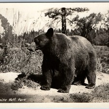 c1940s Yosemite, CA Black Bear National Park RPPC Animal Wildlife Postcard picture