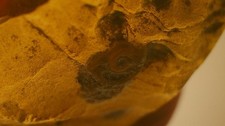 Very special snail shell inclusion burmese amber picture