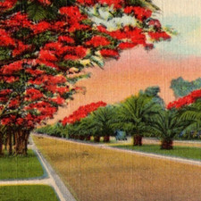 * VTG Linen Postcard Hundreds Royal Poinciana Trees FL Tropical Series picture