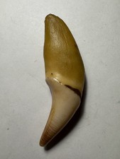 535- Tooth, Teeth, Fox’s Tooth, Coyote’s Tooth picture