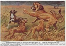 Rhodesian Ridgeback - CUSTOM MATTED - 1944 Vintage Color Dog Art Print picture