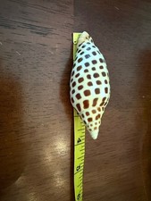 Junonia Scaphella Beautiful Dark Spotted Valuta 3.75 in 95.25mm Collectible picture
