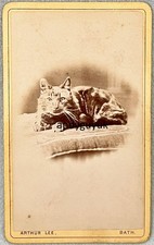 CDV CAT ON CUSHION BY ARTHUR LEE OF BATH ANTIQUE PHOTO VICTORIAN ANIMAL PET picture
