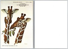Continental Reticulated Giraffe Postcard picture