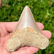 Indonesian Megalodon Tooth HUGE 3.5” Fossil Shark Tooth Indonesia Meg picture