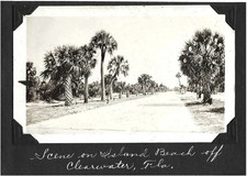 CLEARWATER FLORIDA Vintage Old 1920s Photo of Row of Palm Trees on Island Beach picture