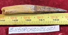 4 7/8 inch spinosaurus tooth picture