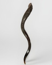 Shofar Yemenite Kudu Horn XXXL 45”-50” Half Polished Kosher  USA picture