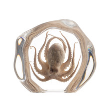 Taxidermy Octopus, Real Octopus Specimens Animal Specimen in Resin for Science picture