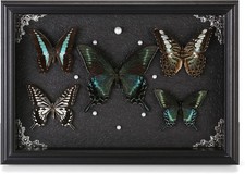 Real Framed Butterfly Taxidermy Collection - Set of 5 in Shadow Box Display - Na picture