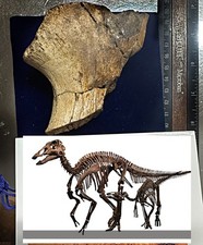 Genuine Hadrosaur  dinosaur fossil picture