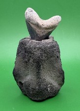 Fossil Megalodon Shark Tooth Mounted in Fossil Whale Vertebrae Free Standing picture