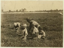 Browns Mills New Jersey 1910 Arnao Family Child Farm Workers Blueberries picture