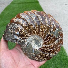 800g Rare Large Natural Ammonite Conch Mineral Specimen Healing picture