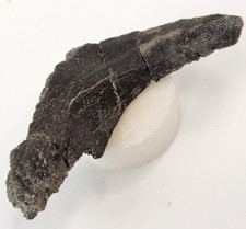 Juvenile Maiasaura Paroccipital Process of the Epoccipital - Two Medicine Fm, MT picture