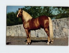 Postcard Western Thoroughbred Horse picture