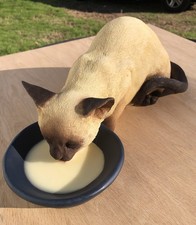 Vintage Collectable ,Rare Siamese Cat Drinking Milk  Lifesize Figure CC-386 picture
