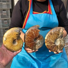 3pcs 4.22LB Natural Beautiful Ammonite Fossil Conch Crystal Specimen Healing picture