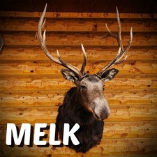 Moose Mount with 6x6 Elk Antlers 