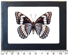 Limenitis weidemeyeri VERSO black white butterfly USA FRAMED picture