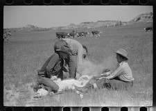 Photo:Montana 1939 Cattle Roundup Branding Quarter Circle U FSA Ranchers picture