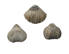 Devonian fossil brachiopod Helderberg Albany Ancillotoechia altiplicata #3 picture