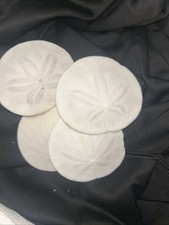 Sand Dollars From Seaside Seashore. Hand Chosen from Seaside, Oregon picture
