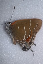 JS13 - SOUTHERN OAK HAIR STREAK - Fixisia favonius A-1 picture