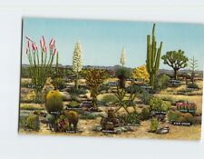 Postcard A Few Varieties of Desert Vegetation picture