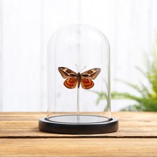 Castnia miastagma In Glass Dome From Mexico picture
