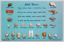 1958 Dexter Press Shell Names Postcard Fort Myers Beach FL Postmark 1967 picture