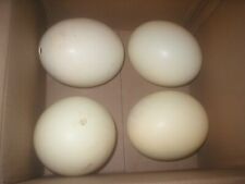 Box Lot of 4 Real Ostrich Eggs Hollow Empty, Great for Arts & Crafts, Home Decor picture