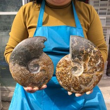 2pcs 5.17LB Natural Beautiful Ammonite Fossil Conch Crystal Specimen Healing picture