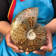 3 Pieces 3.87LB Natural Black Piece Fossil Conch Crystal Specimen Healing 4688 picture