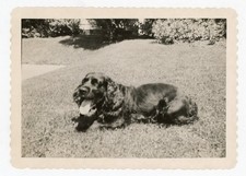 Vintage Skippi Dog Photo “The Heat” Curtis Scrapbook 1950s Cocker Spaniel picture