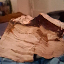 Just got this Petrified Wood identified by Rock Identifier picture