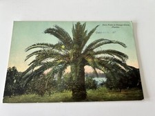 Date Palm in Orange Grove Florida Postcard picture