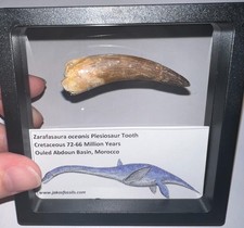 Framed Dinosaur Era PLESIOSAUR Fossil Tooth Lot 2.2 to 2.5 INCHES One per Order picture