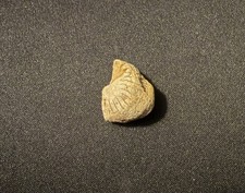 Small Round brachiopod fossil picture