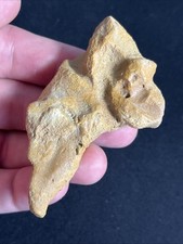 Huge Rare Size Fossilized Cetacean Ear Bone From South Carolina Marine Mammal picture