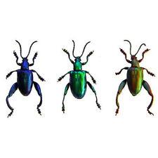 REAL Set of 3 SAGRA FEMORATA FROG LEG BEETLE Unmounted FAST FROM USA Cool Bug picture