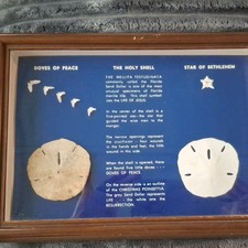 Vintage Framed The Holy Shell Sand Dollar Shadow Box Legend Art Christian Decor picture