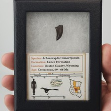 Acheroraptor 0.64