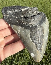 4.38” NC Ledge Megalodon Shark Tooth Fossil Real Shark Teeth picture